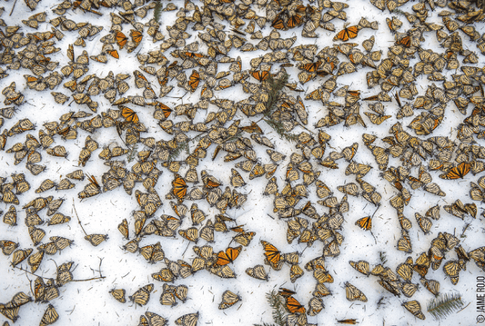 More Bad News: Monarch butterflies lose sanctuary in Mexico as climate changes
