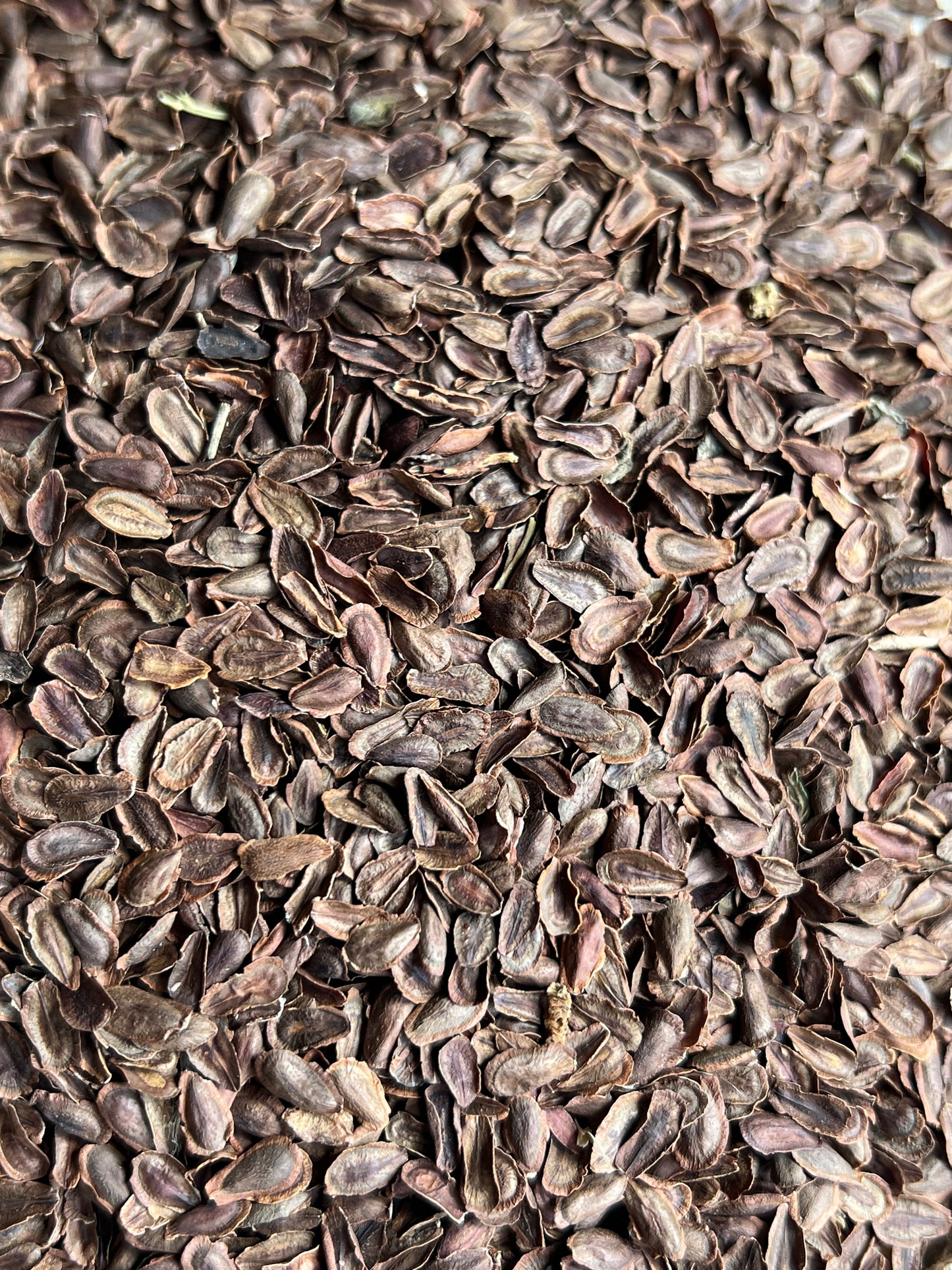 Narrowleaf Milkweed Seed Packet