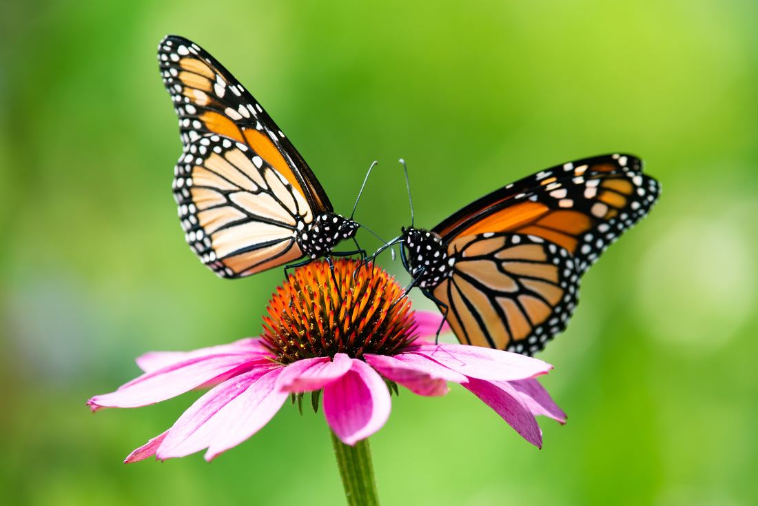 A Historic Milestone: Monarch Butterfly Proposed as Threatened Under the Endangered Species Act