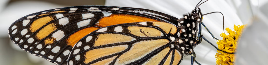 Untangling the Monarch Mystery: A Cautionary Tale of Premature Announcements