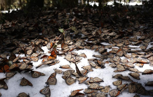 What Happened To The Butterflies? Climate, Deforestation Threaten Monarch Migration