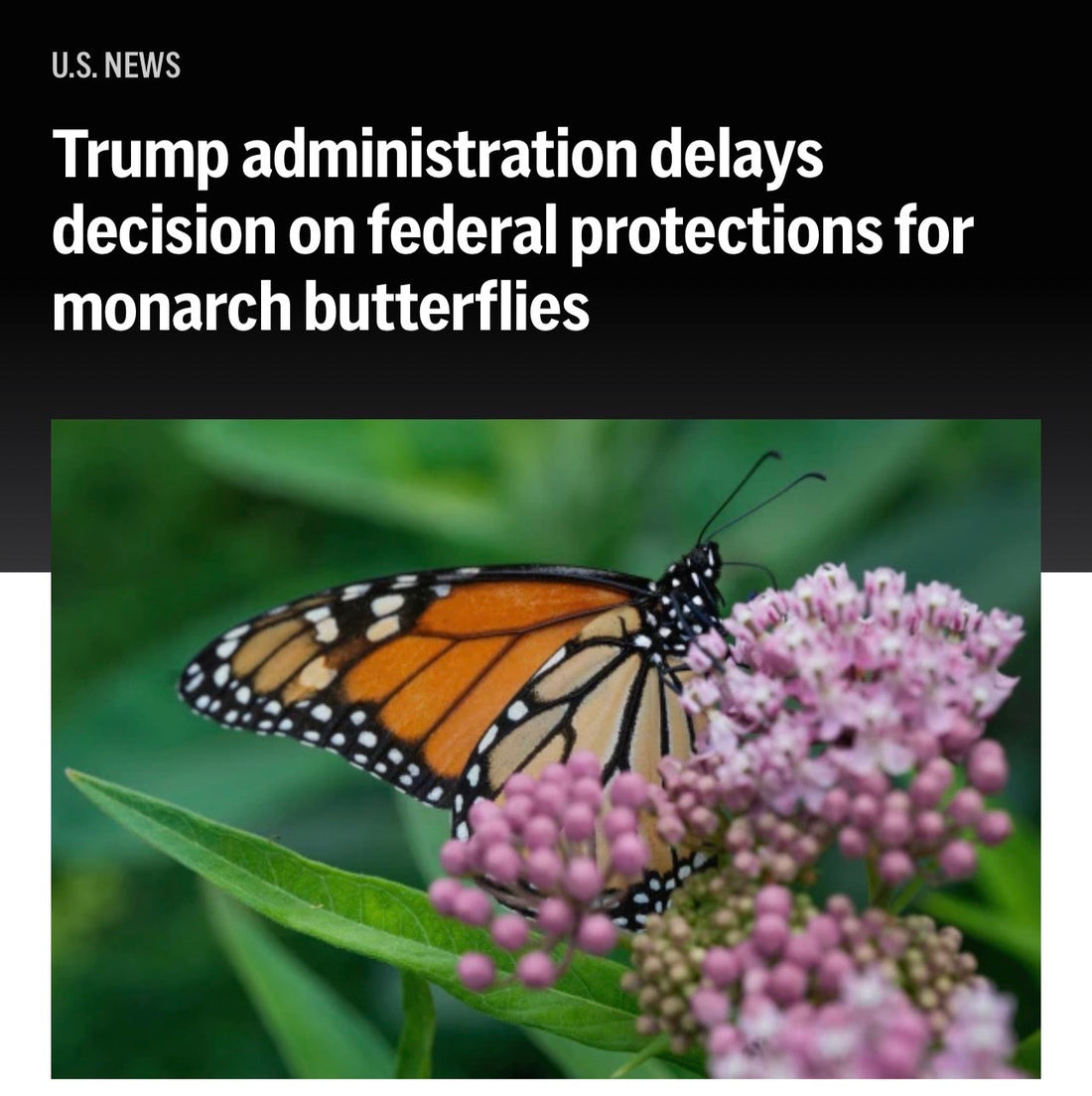 Monarch Threatened Listing Delayed by Federal Government