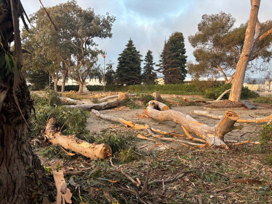 When the Trees Came Down, the Mission Changed