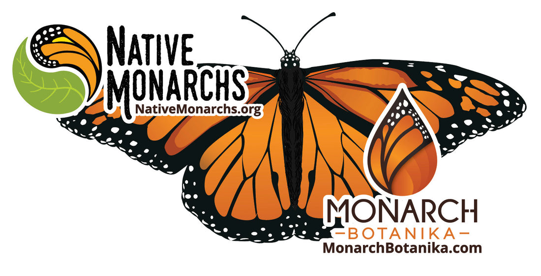 The Monarch Butterfly Crisis Continues