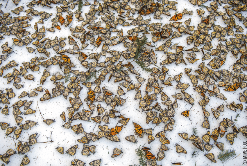 More Bad News:  Monarch butterflies lose sanctuary in Mexico as climate changes