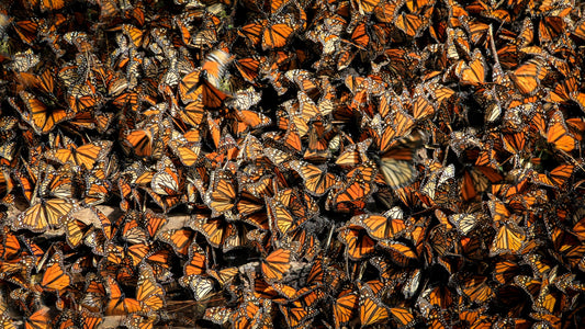 Monarch Butterfly Becomes a Candidate for Listing Under the Endangered Species Act