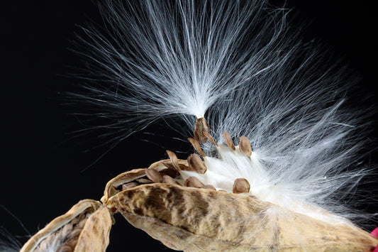 Harnessing the Power of Milkweed to Save the Monarch Butterfly