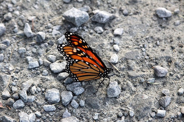 New Year’s Count of Western Monarchs Reveals High Seasonal Decrease Following Severe Winter Storms