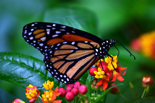 monarch butterfly tropical millkweed