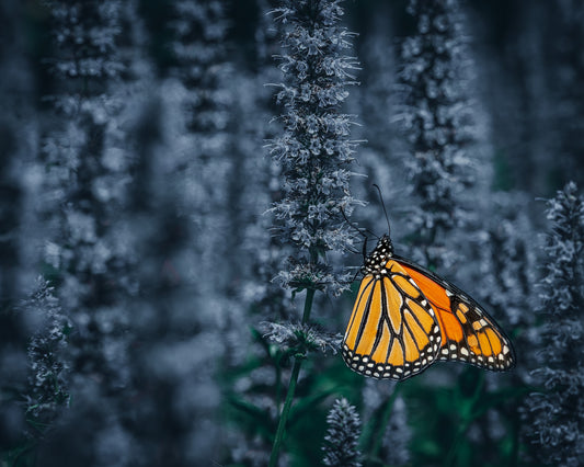 Monarch butterfly populations are crashing — but we can choose to do something about it