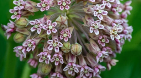 NATIVE MILKWEED (A. fascicularis) 1-GALLON EACH