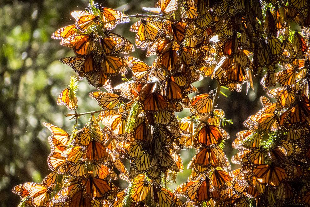 Monarch Botanika Monarch Butterfly - milkweed